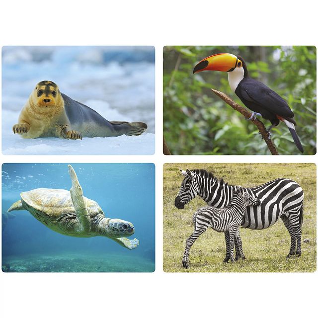 Imagier photos - Les animaux