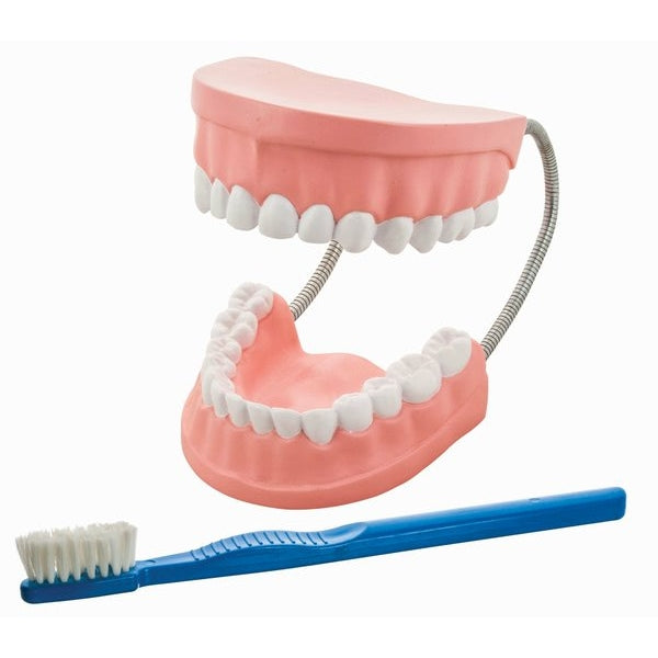 Modèle de soins dentaires